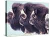 Herd of Muskoxen, Nunivak Island, Alaska, USA-Art Wolfe-Stretched Canvas