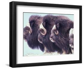 Herd of Muskoxen, Nunivak Island, Alaska, USA-Art Wolfe-Framed Photographic Print