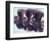 Herd of Muskoxen, Nunivak Island, Alaska, USA-Art Wolfe-Framed Photographic Print