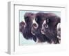 Herd of Muskoxen, Nunivak Island, Alaska, USA-Art Wolfe-Framed Photographic Print