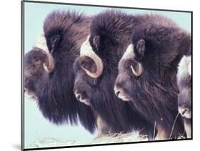 Herd of Muskoxen, Nunivak Island, Alaska, USA-Art Wolfe-Mounted Photographic Print