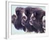 Herd of Muskoxen, Nunivak Island, Alaska, USA-Art Wolfe-Framed Photographic Print