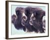 Herd of Muskoxen, Nunivak Island, Alaska, USA-Art Wolfe-Framed Photographic Print