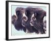 Herd of Muskoxen, Nunivak Island, Alaska, USA-Art Wolfe-Framed Photographic Print