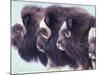 Herd of Muskoxen, Nunivak Island, Alaska, USA-Art Wolfe-Mounted Photographic Print