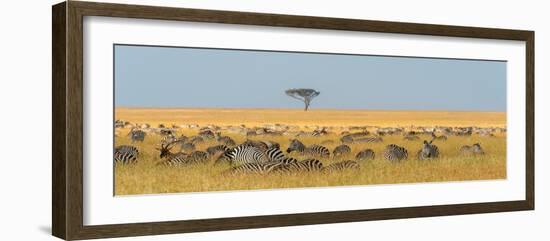 Herd of Plains zebras grazing in the grass at Masai Mara National Reserve, Kenya, Africa.-Sergio Pitamitz-Framed Photographic Print