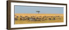 Herd of Plains zebras grazing in the grass at Masai Mara National Reserve, Kenya, Africa.-Sergio Pitamitz-Framed Photographic Print