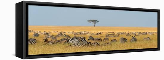 Herd of Plains zebras grazing in the grass at Masai Mara National Reserve, Kenya, Africa.-Sergio Pitamitz-Framed Stretched Canvas