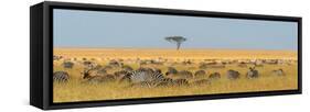 Herd of Plains zebras grazing in the grass at Masai Mara National Reserve, Kenya, Africa.-Sergio Pitamitz-Framed Stretched Canvas