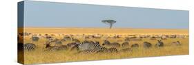 Herd of Plains zebras grazing in the grass at Masai Mara National Reserve, Kenya, Africa.-Sergio Pitamitz-Stretched Canvas