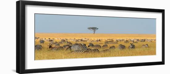 Herd of Plains zebras grazing in the grass at Masai Mara National Reserve, Kenya, Africa.-Sergio Pitamitz-Framed Premium Photographic Print