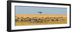 Herd of Plains zebras grazing in the grass at Masai Mara National Reserve, Kenya, Africa.-Sergio Pitamitz-Framed Premium Photographic Print