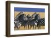 Herd of Plains Zebras-Paul Souders-Framed Photographic Print