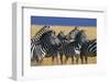 Herd of Plains Zebras-Paul Souders-Framed Photographic Print