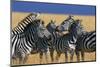 Herd of Plains Zebras-Paul Souders-Mounted Photographic Print