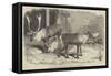 Herd of Rein-Deer, in the Gardens of the Zoological Society, Regent's Park-null-Framed Stretched Canvas