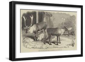 Herd of Rein-Deer, in the Gardens of the Zoological Society, Regent's Park-null-Framed Giclee Print
