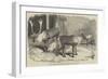 Herd of Rein-Deer, in the Gardens of the Zoological Society, Regent's Park-null-Framed Giclee Print