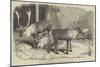 Herd of Rein-Deer, in the Gardens of the Zoological Society, Regent's Park-null-Mounted Giclee Print