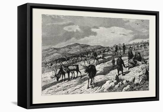 Herd of Reindeer in Lapland-null-Framed Stretched Canvas