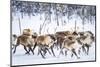 Herd of reindeer in the arctic forest during a winter snowfall, Lapland, Sweden, Scandinavia-Roberto Moiola-Mounted Photographic Print