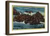 Herd of Seals at Seal Rocks near Cliff House - San Francisco, CA-Lantern Press-Framed Art Print