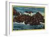 Herd of Seals at Seal Rocks near Cliff House - San Francisco, CA-Lantern Press-Framed Art Print