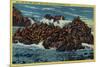 Herd of Seals at Seal Rocks near Cliff House - San Francisco, CA-Lantern Press-Mounted Art Print