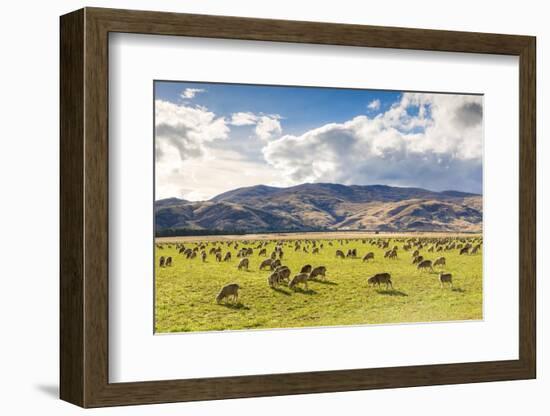 Herd of Sheep, Canterbury, New Zealand-Matteo Colombo-Framed Photographic Print