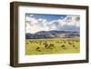 Herd of Sheep, Canterbury, New Zealand-Matteo Colombo-Framed Photographic Print