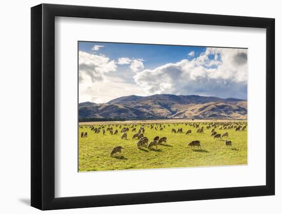 Herd of Sheep, Canterbury, New Zealand-Matteo Colombo-Framed Photographic Print