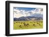 Herd of Sheep, Canterbury, New Zealand-Matteo Colombo-Framed Photographic Print