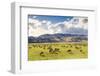 Herd of Sheep, Canterbury, New Zealand-Matteo Colombo-Framed Photographic Print