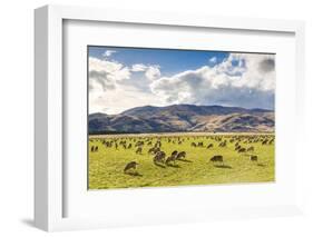 Herd of Sheep, Canterbury, New Zealand-Matteo Colombo-Framed Photographic Print