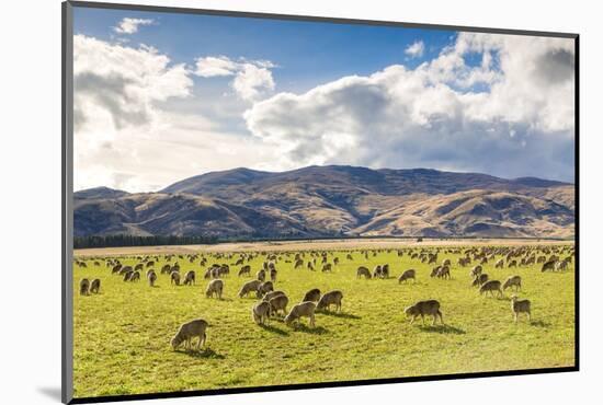 Herd of Sheep, Canterbury, New Zealand-Matteo Colombo-Mounted Photographic Print