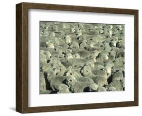 Herd of Sheep-Mitch Diamond-Framed Photographic Print