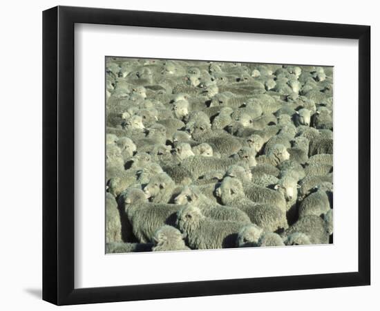 Herd of Sheep-Mitch Diamond-Framed Photographic Print