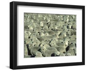 Herd of Sheep-Mitch Diamond-Framed Photographic Print