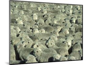 Herd of Sheep-Mitch Diamond-Mounted Photographic Print