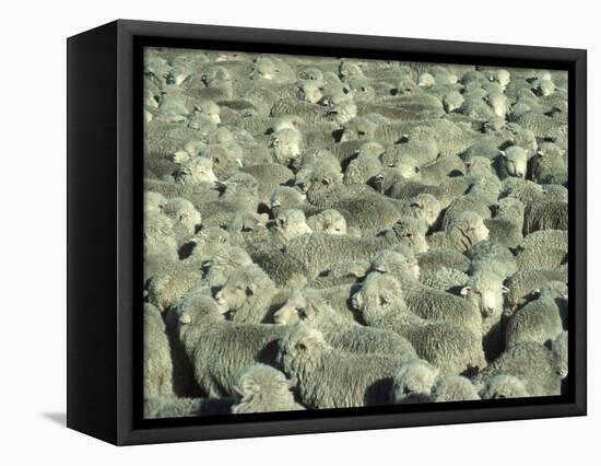 Herd of Sheep-Mitch Diamond-Framed Stretched Canvas