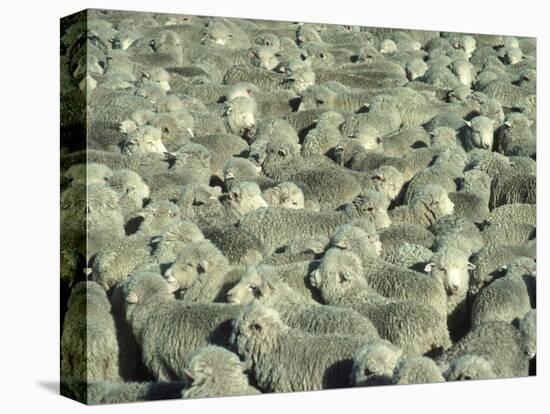 Herd of Sheep-Mitch Diamond-Stretched Canvas