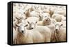 Herd of Sheep-DmitryP-Framed Stretched Canvas