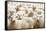 Herd of Sheep-DmitryP-Framed Stretched Canvas