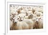 Herd of Sheep-DmitryP-Framed Photographic Print