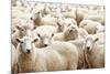 Herd of Sheep-DmitryP-Mounted Photographic Print