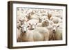 Herd of Sheep-DmitryP-Framed Photographic Print