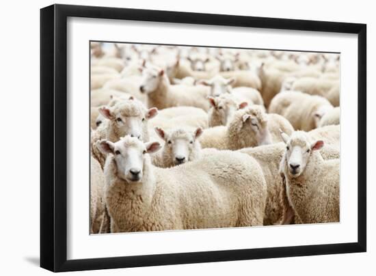 Herd of Sheep-DmitryP-Framed Photographic Print