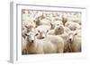 Herd of Sheep-DmitryP-Framed Photographic Print