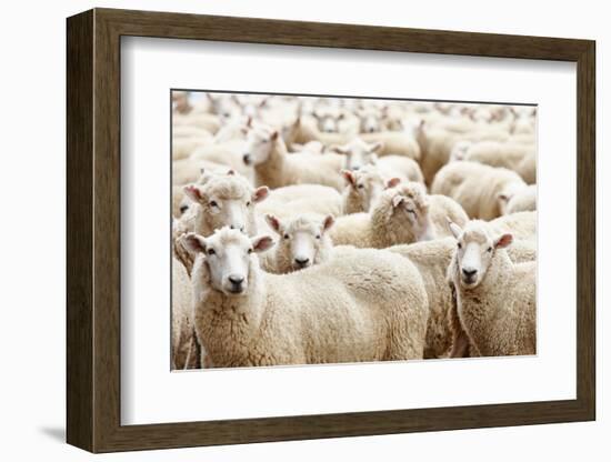 Herd of Sheep-DmitryP-Framed Photographic Print