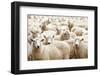 Herd of Sheep-DmitryP-Framed Photographic Print